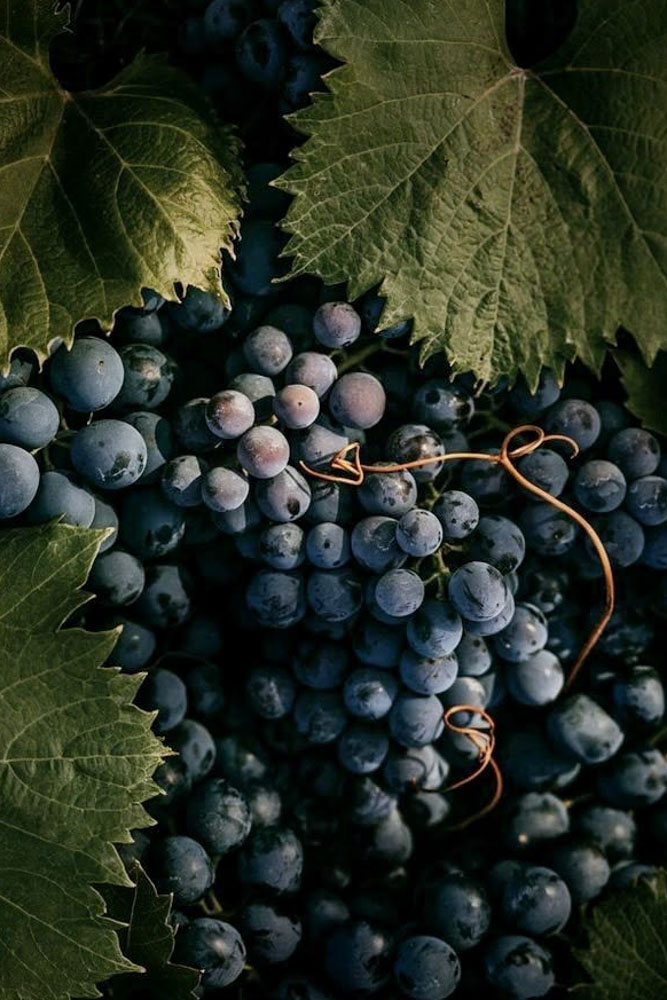 Candela profumata all'uva fragola Settembre, La Calathea, fragranza fruttata e zuccherina con mora, frutti di bosco e mosto