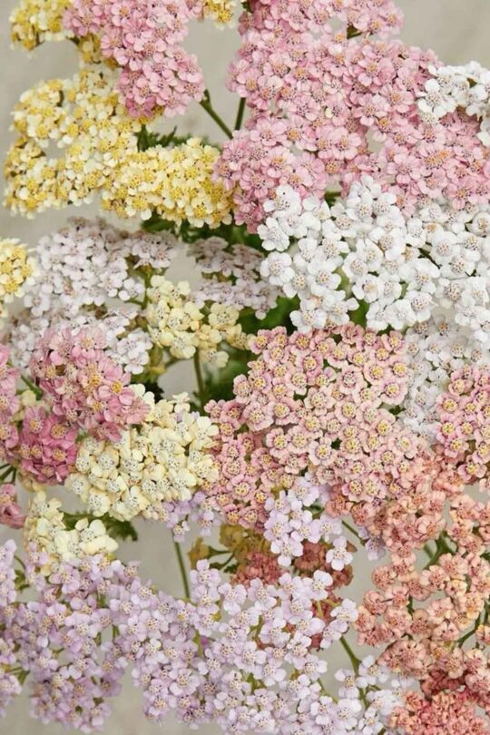 semi di achillea, varietà colorado mix, pianta perenne officinale e fiorita