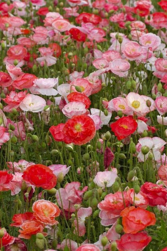 semi di papavero, varietà dai fiori doppi rosa, semenza