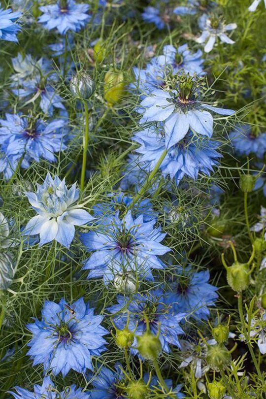 semi di nigella, pianta di cumino nero con fiori azzurri e bianchi