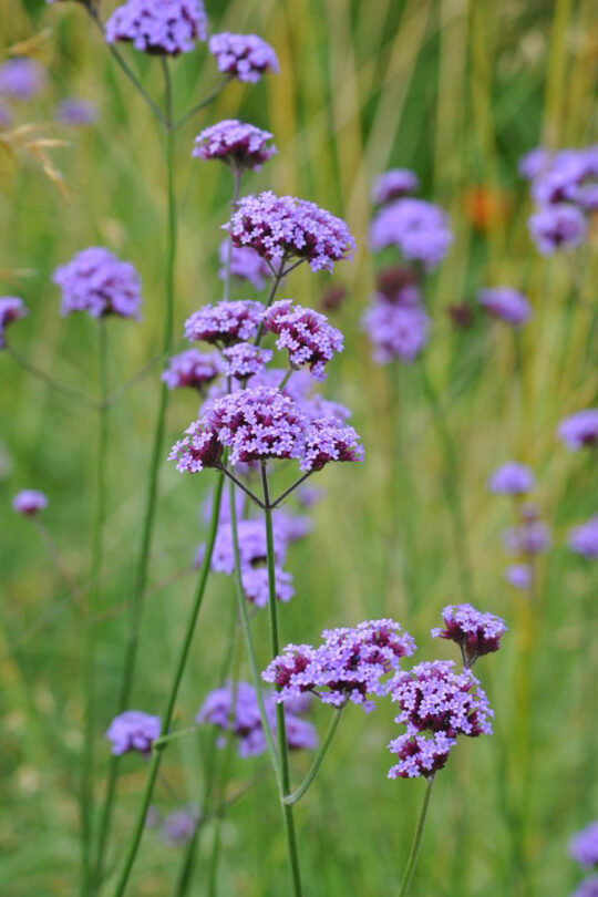semi di verbena officinale, pianta perenne mediterranea con piccoli fiori viola