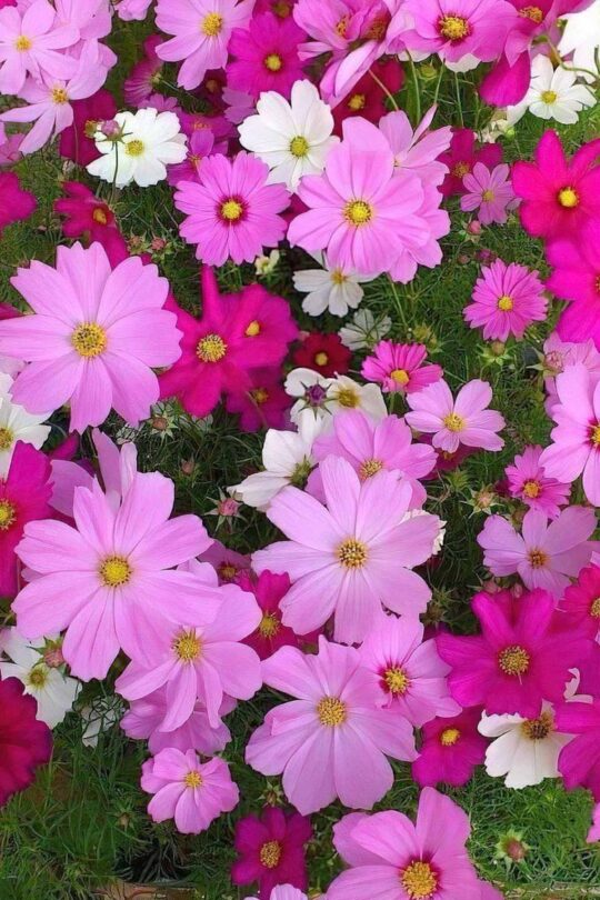 semi di cosmea, cosmos, fiori colorati nelle tonalità rosa e cremisi