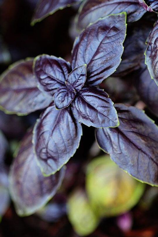 semi di basilico red rubin, pianta aromatica per giardini e balconi