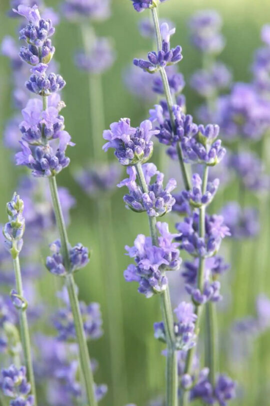 semi di lavanda munstead blue, pianta perenne estiva fiorita e profumata