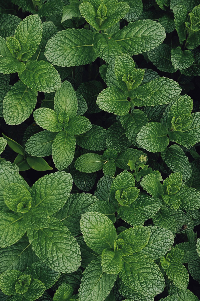 semi di menta marocchina, pianta officinale mediterranea molto profumata